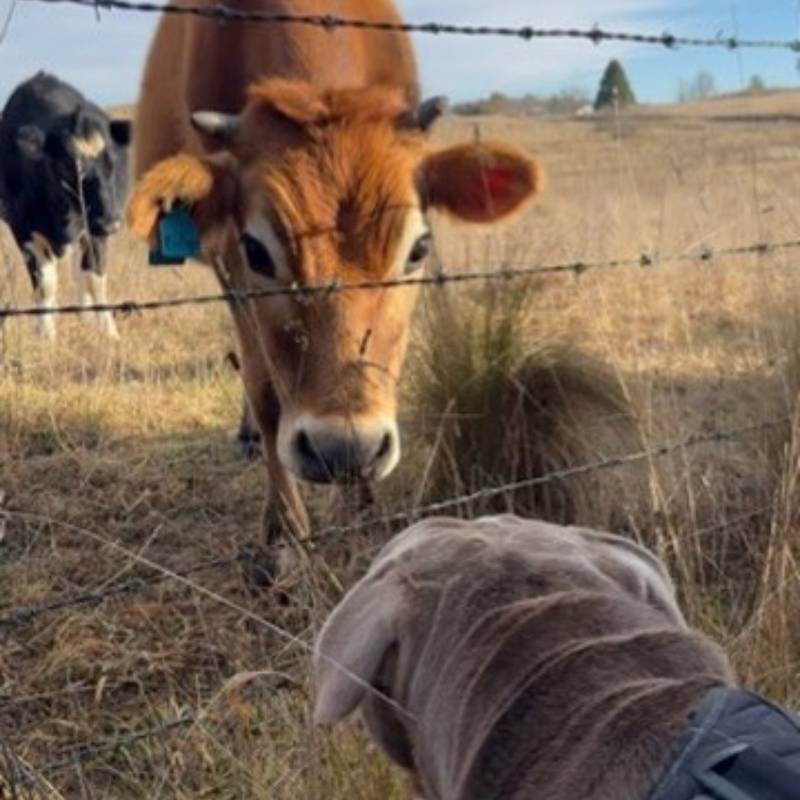 Otis the bulldog meeting Mabel, a rescue jersey dairy cow, through the fence
