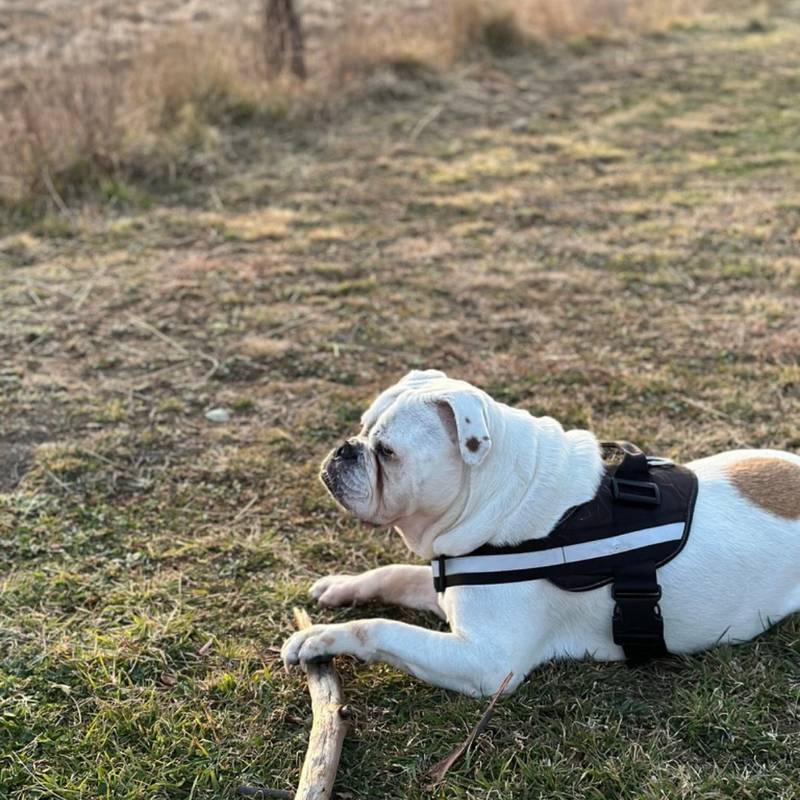 Rose the bulldog lying in the paddock with a stick at sunset