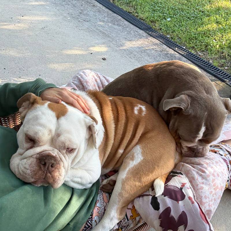 Dolly and Otis, rescue bulldogs from Mini's Bulldog Rescue Club, asleep together