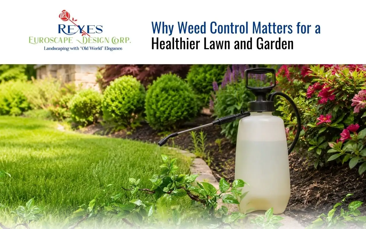 Beautifully maintained garden with zero weeds showing healthy green grass