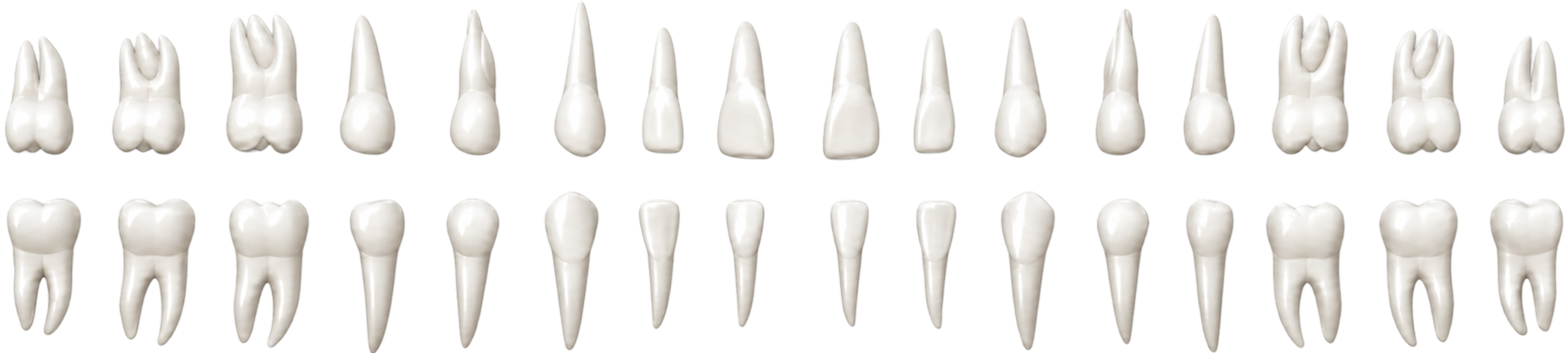 Dentogramma