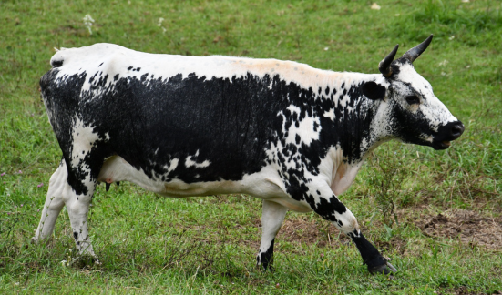 A black and white Randall Linebck cow walking in a field