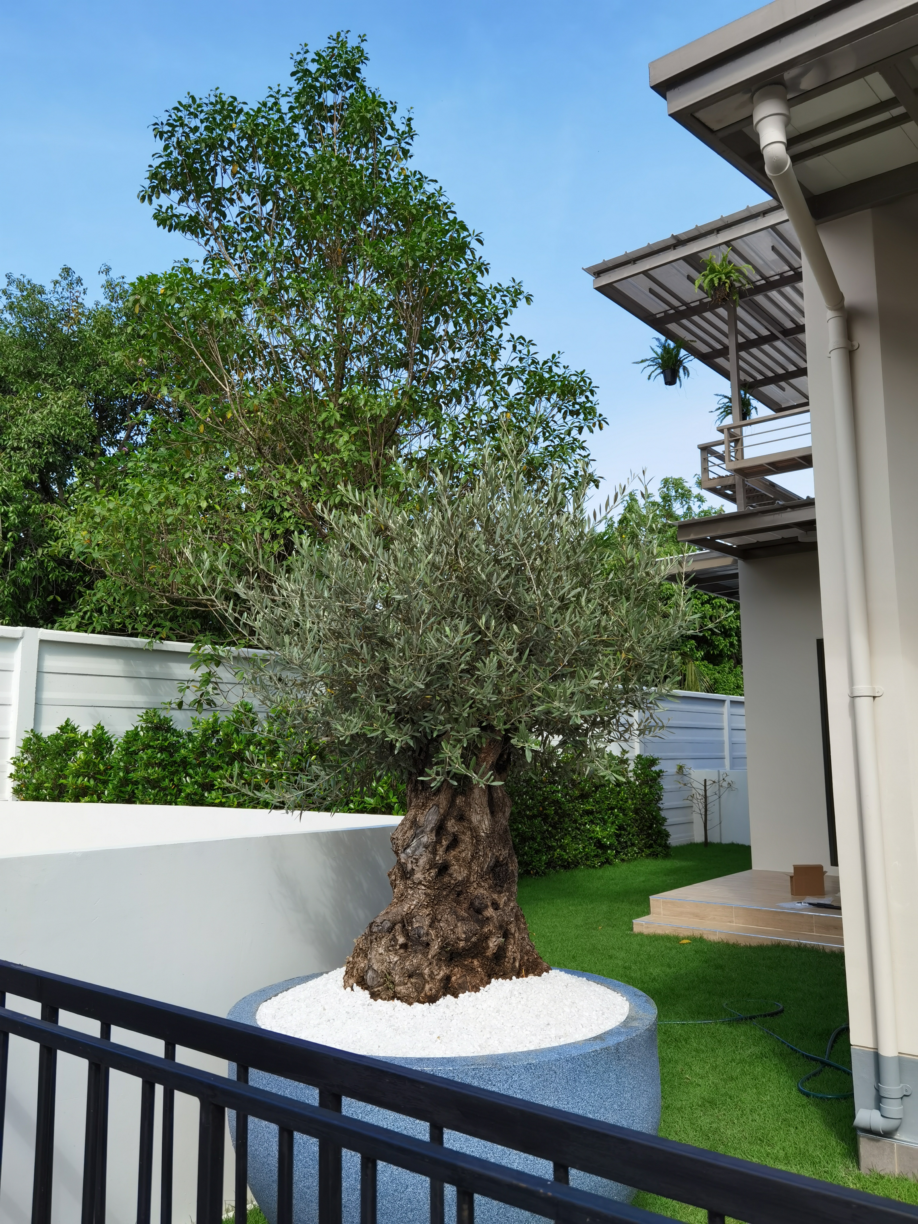 Century Olive Tree - Premium Supplier of Mediterranean Olive Trees