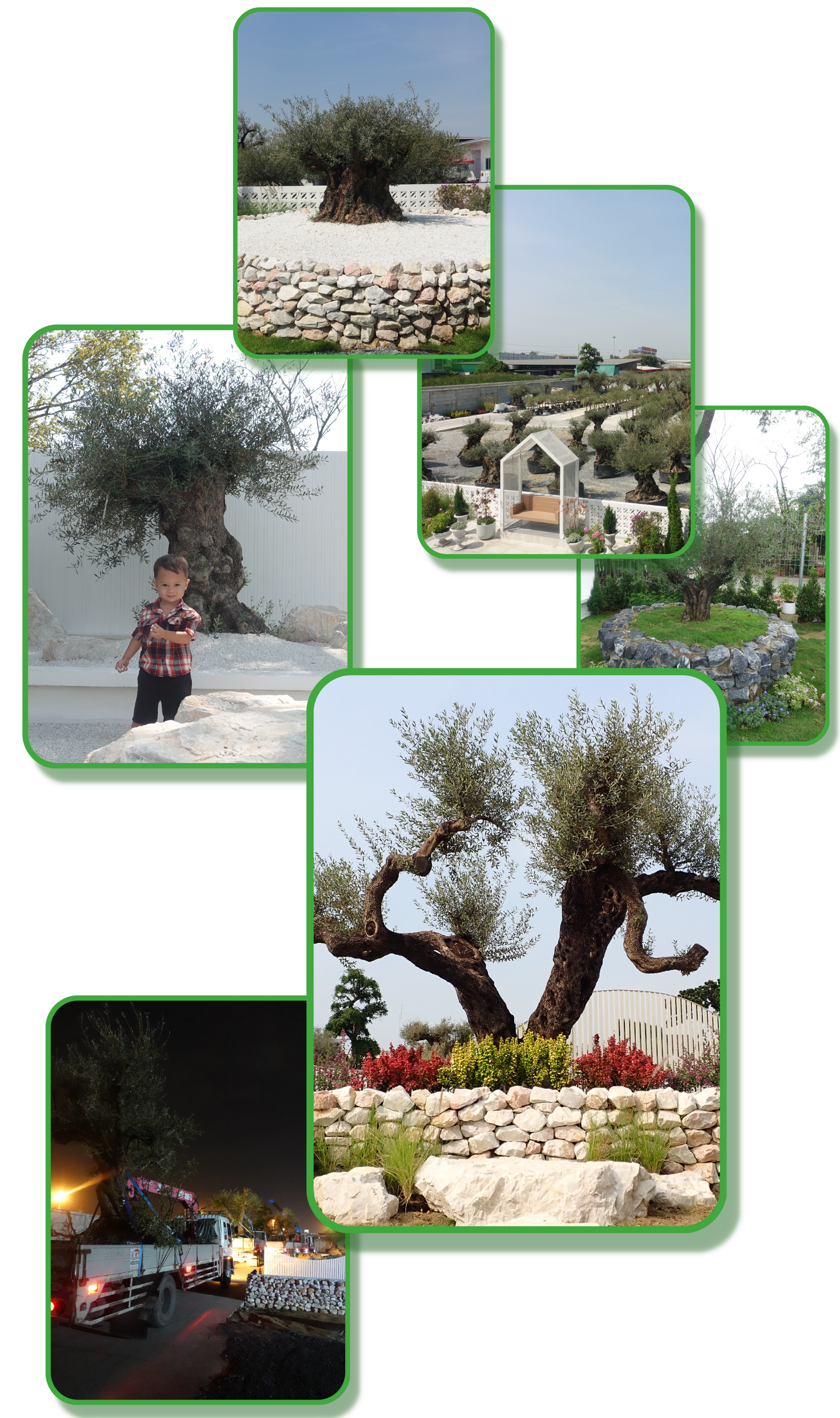 Mediterranean Olive Tree