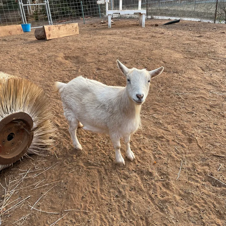 Dolli the small white goat