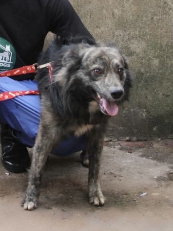 Sccoby - Adoptable Dog