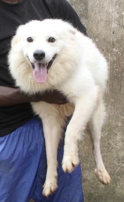 Angel - Adoptable Dog