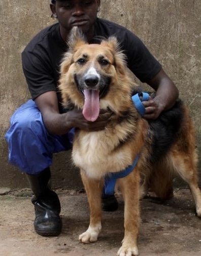 Roman - Adoptable Dog