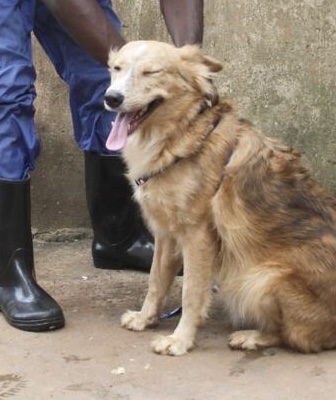 Brown - Adoptable Dog