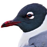 Franklin's Gull Franklin's Gull