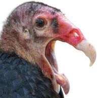 Turkey vulture Turkey vulture
