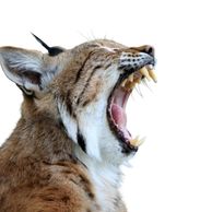 Bobcat Bobcat