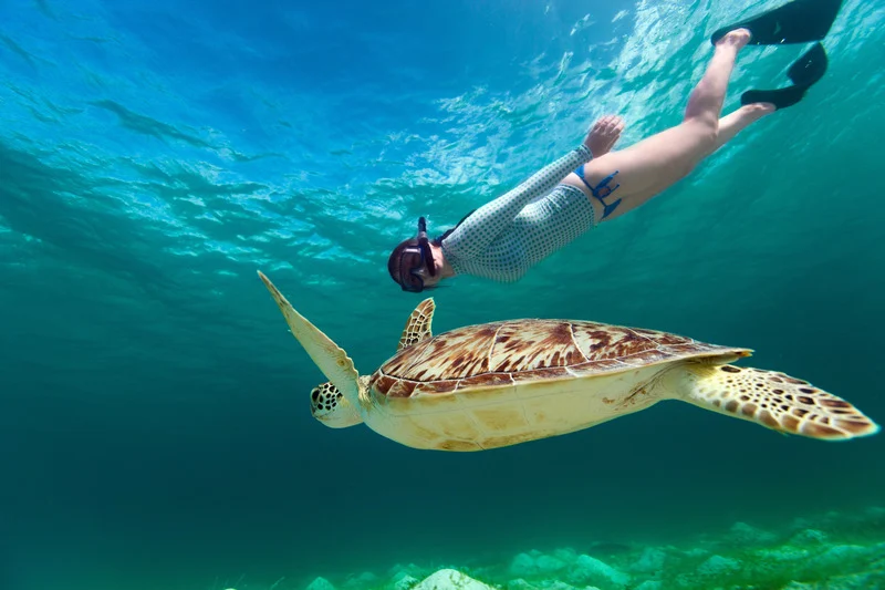Turtle-Snorkel