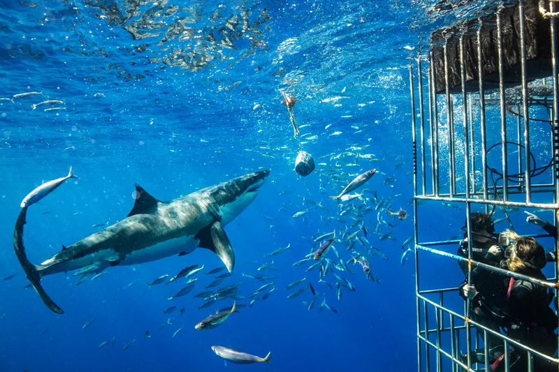 Ocean Activities