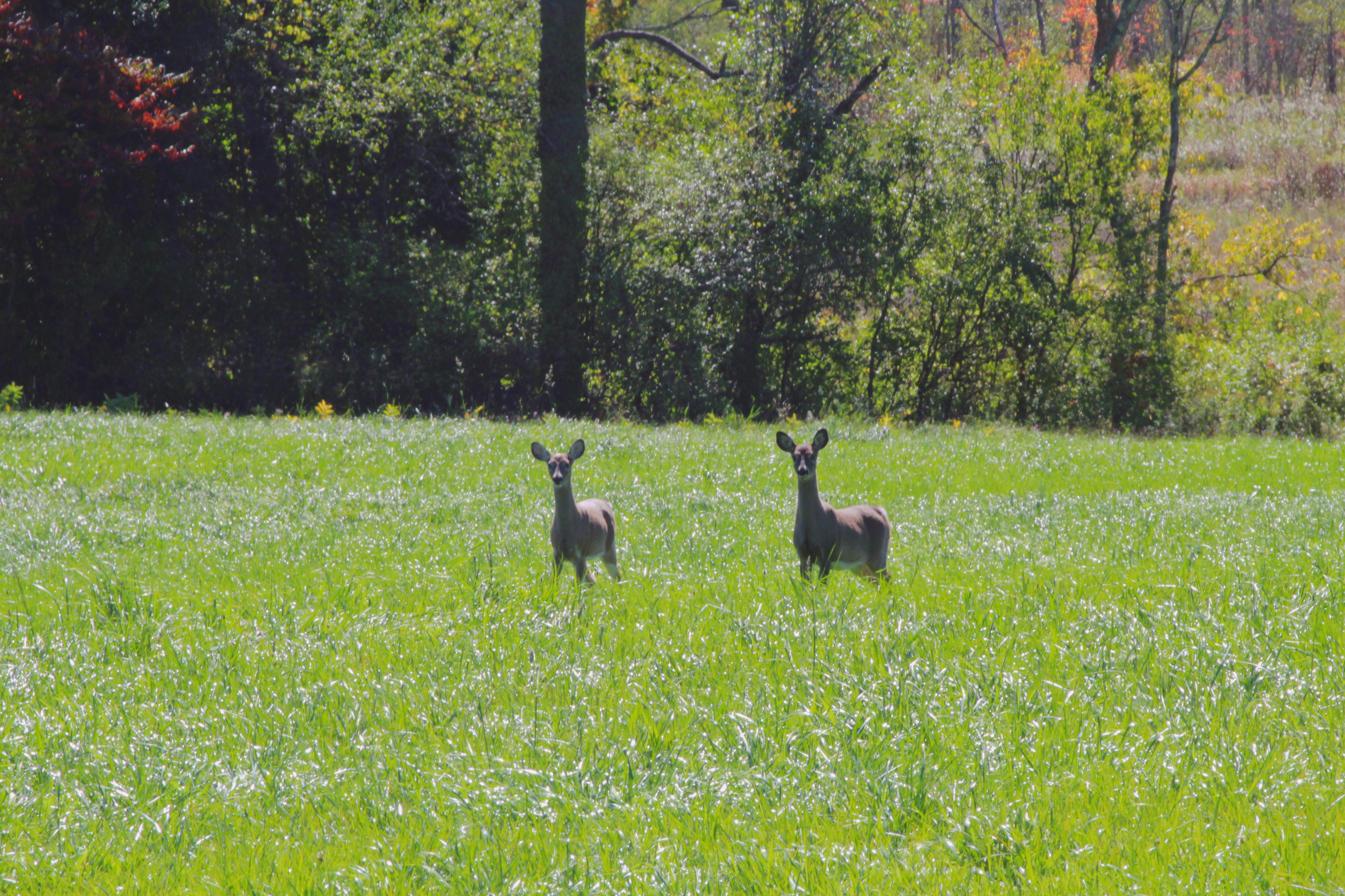 Berkshire wildlife — deer, hawks, and migratory songbirds