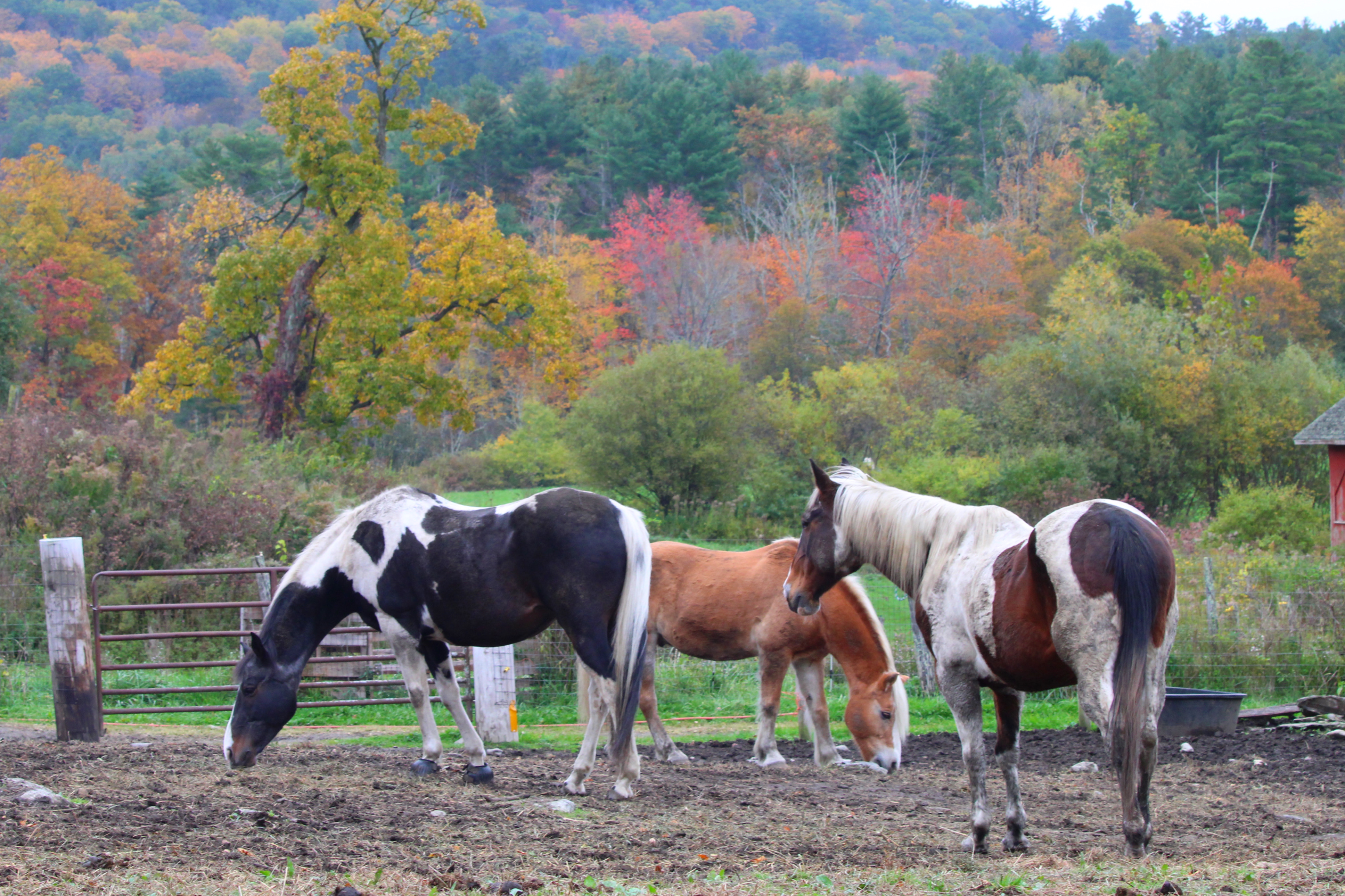Resident rescue horses in autumn pastures