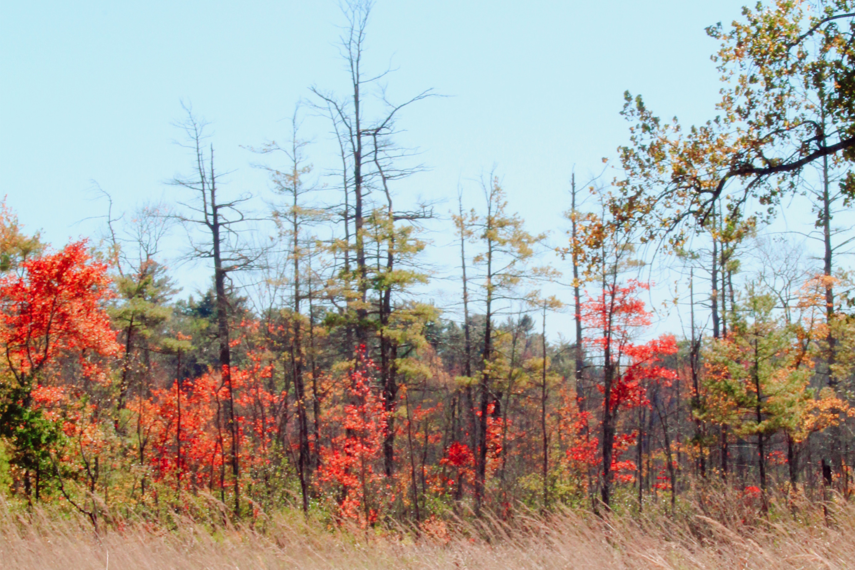Gently paced 2-mile nature walk across meadow paths and farm cart-ways