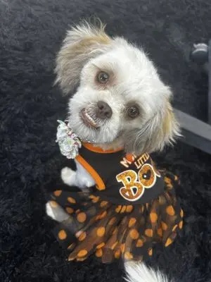 Dog Boutique Gallery 24