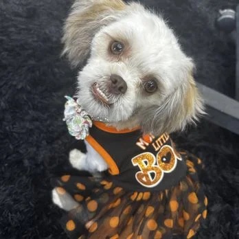 Dog Boutique Gallery 23