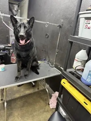 Professional Deshedding Treatment in Albuquerque