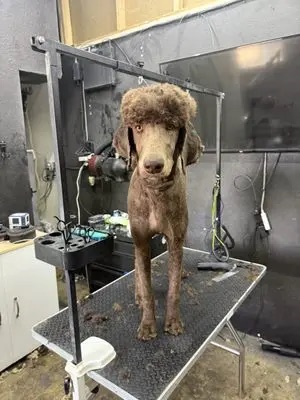 Breed-Specific Haircuts