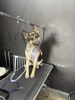 Puppy Grooming Introduction