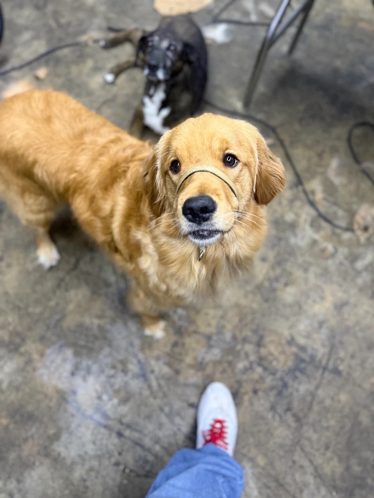 Dog Grooming Near Los Ranchos de Albuquerque