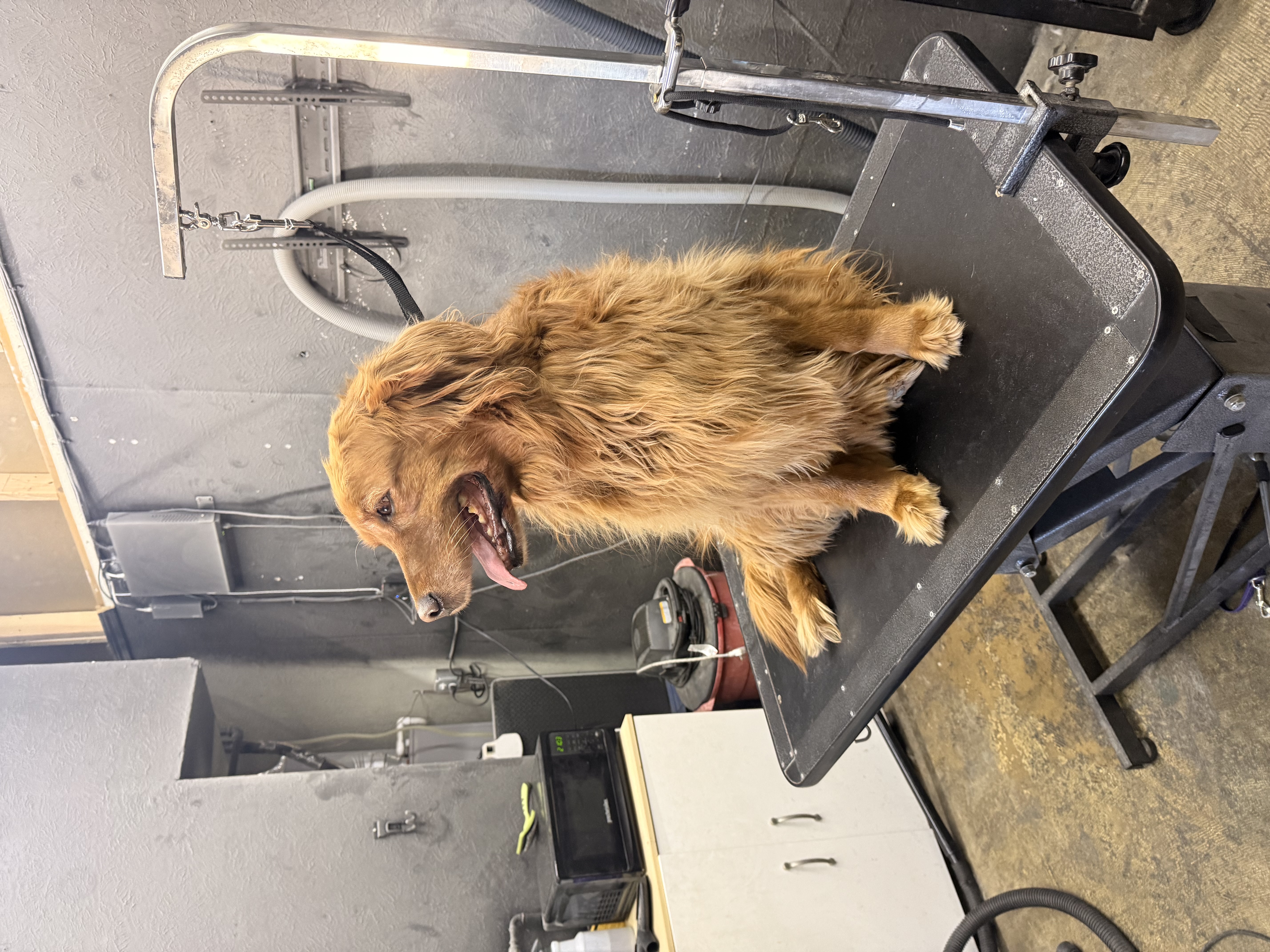 Dog Hair on Every Surface Is a Coat Care Problem, Not a Vacuum Problem