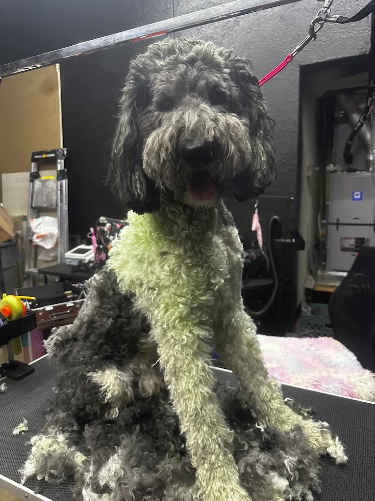 Dog Boutique Gallery 6
