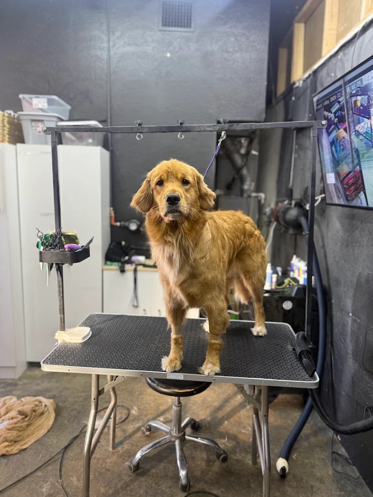 Full-Service Grooming