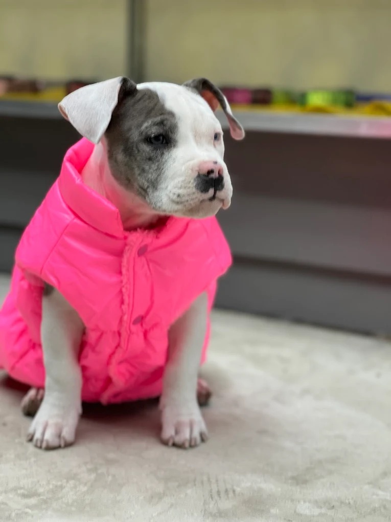 Dog Boutique Gallery 9