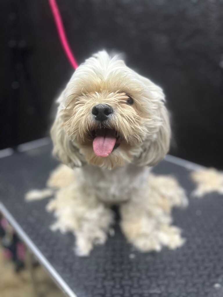 Dog Boutique Gallery 17