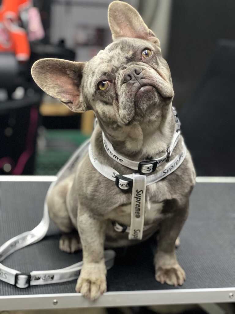 Merle Frenchie