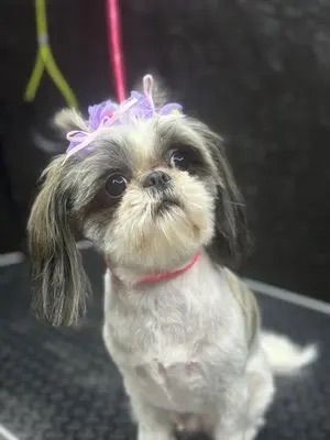 Dog Boutique Gallery 1
