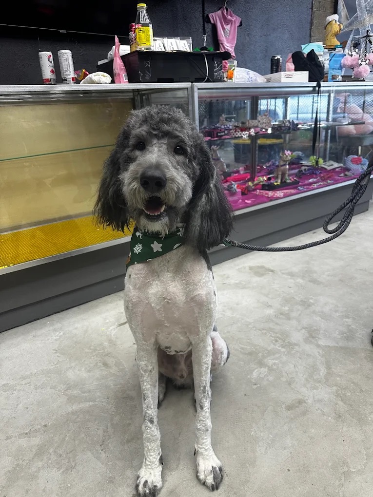 Dog Boutique Gallery 11