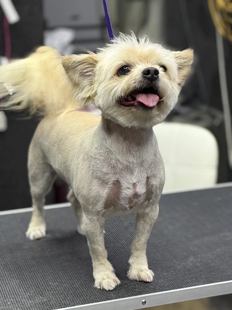 Dog Boutique Gallery 4