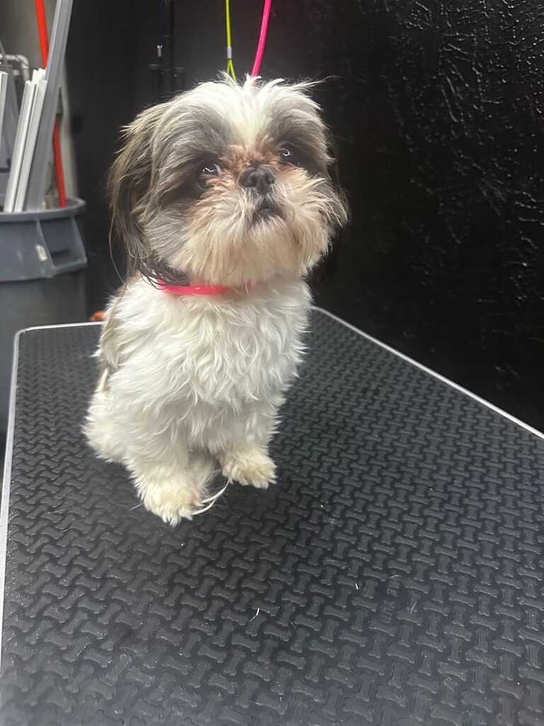 Dog Boutique Gallery 19