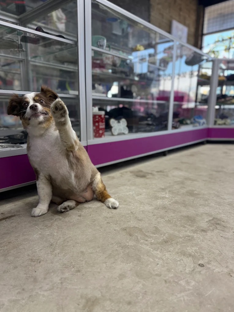 Dog Boutique Gallery 10