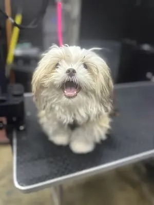 Express Grooming