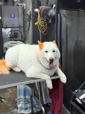 Dog Boutique Gallery 7