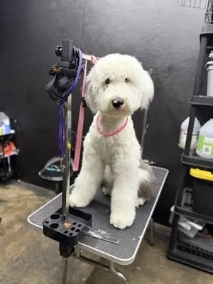 Dog Boutique Gallery 2