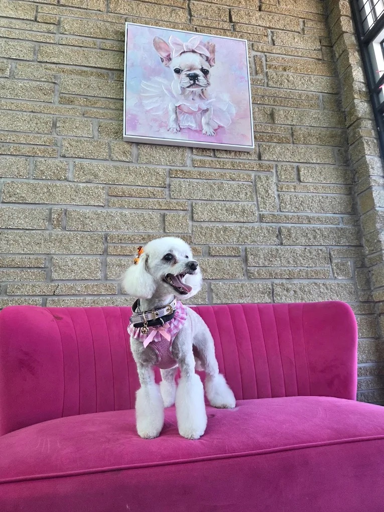 White poodle