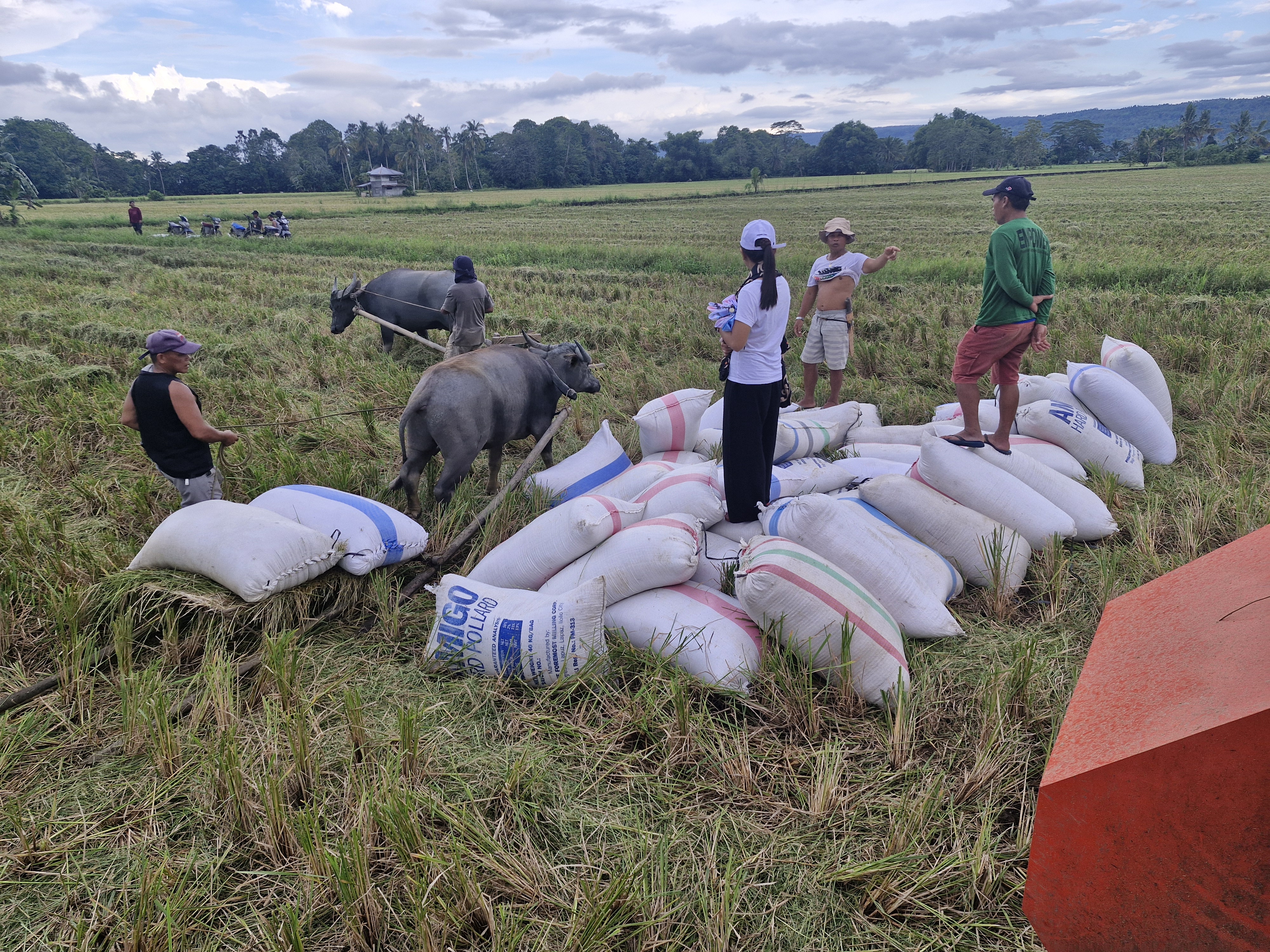 a greenhouse with plants growing