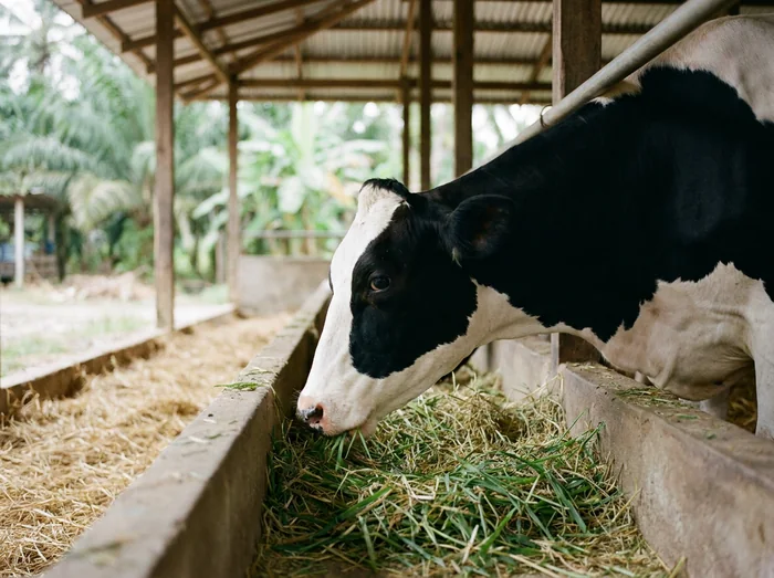 Dairy cow feeding at a trough