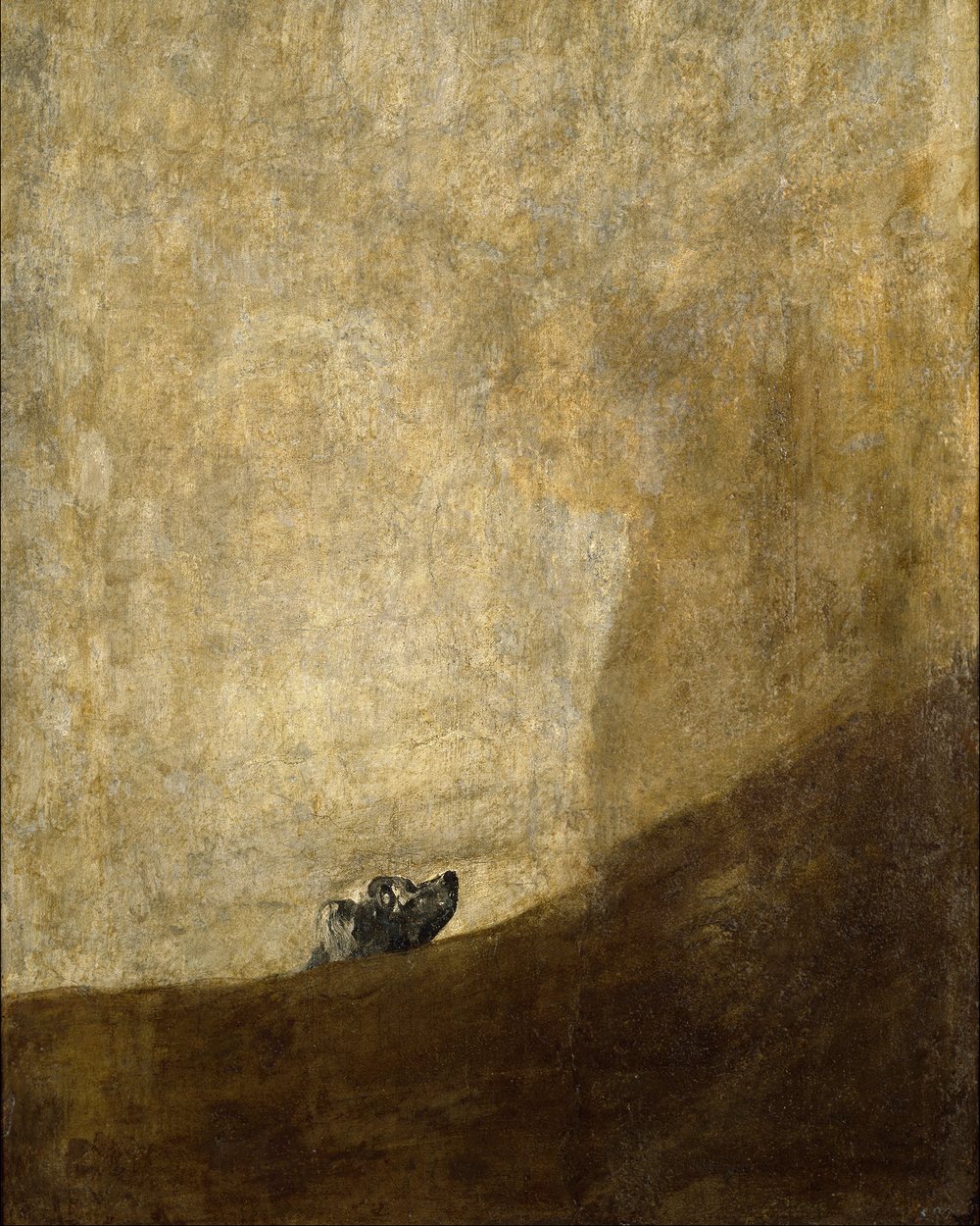 A small dog's head rising above a dark slope, alone against a vast ochre wall