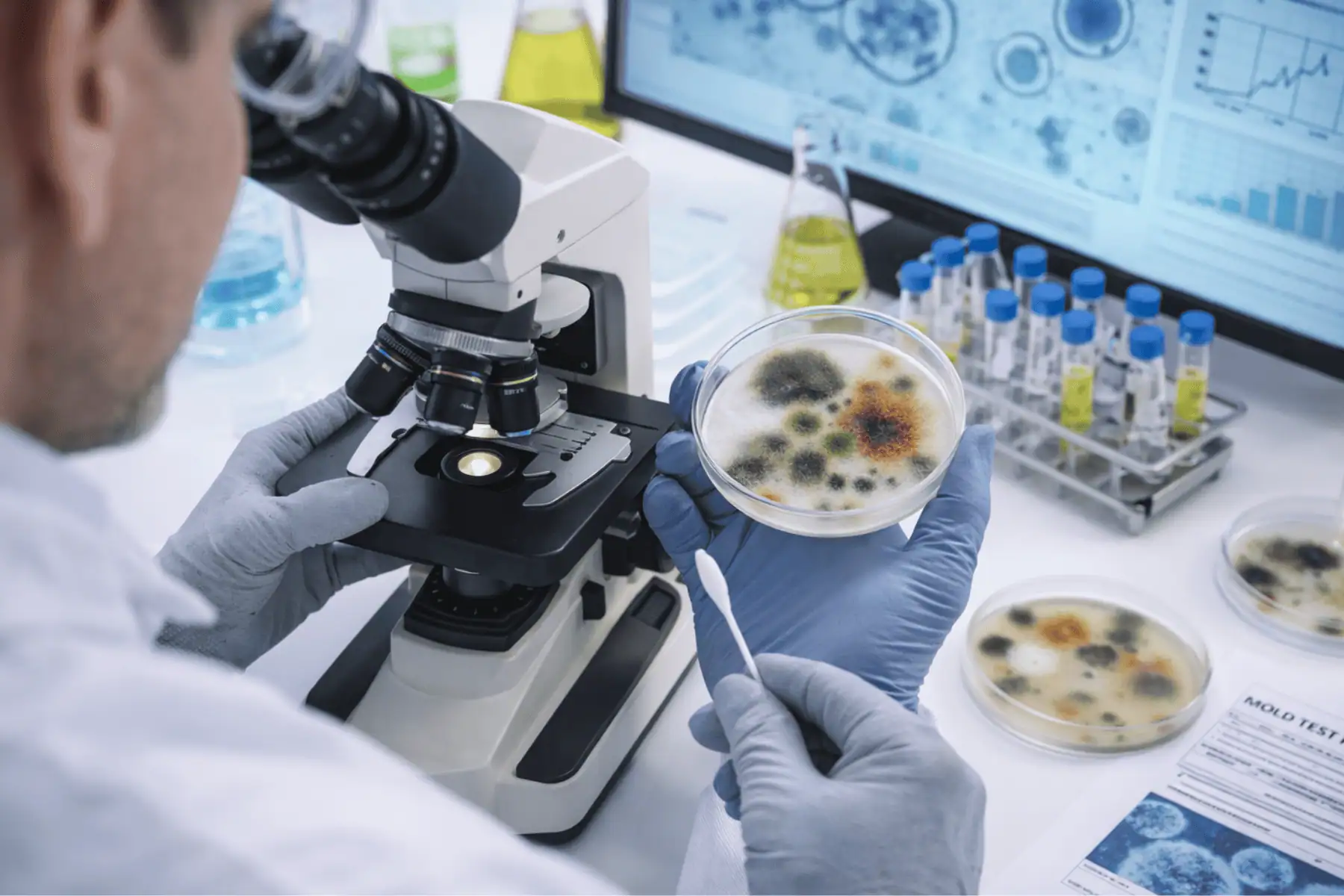 Analysing mold sample at the lab