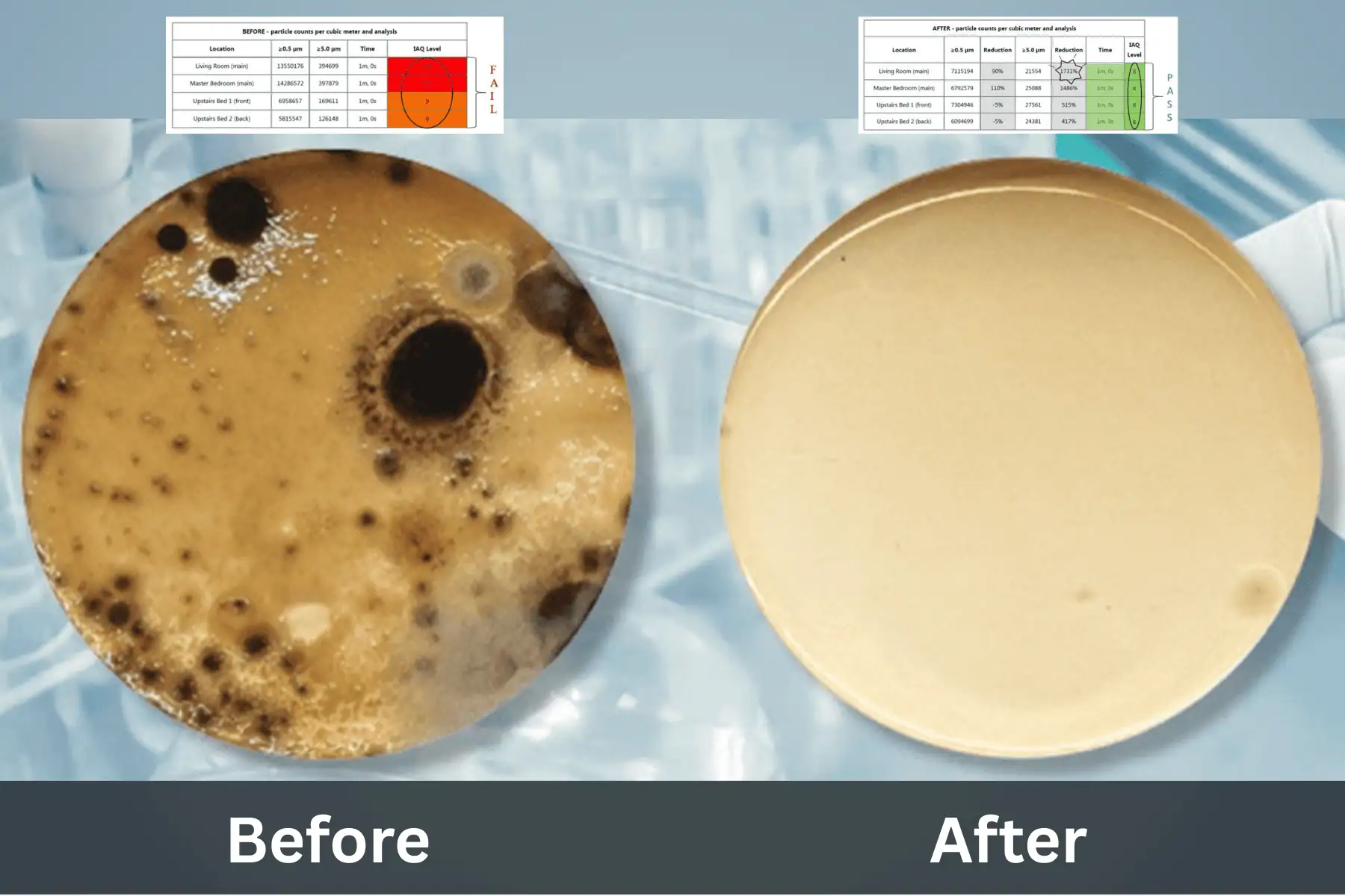 Before and after photo of mold spores in petri dish