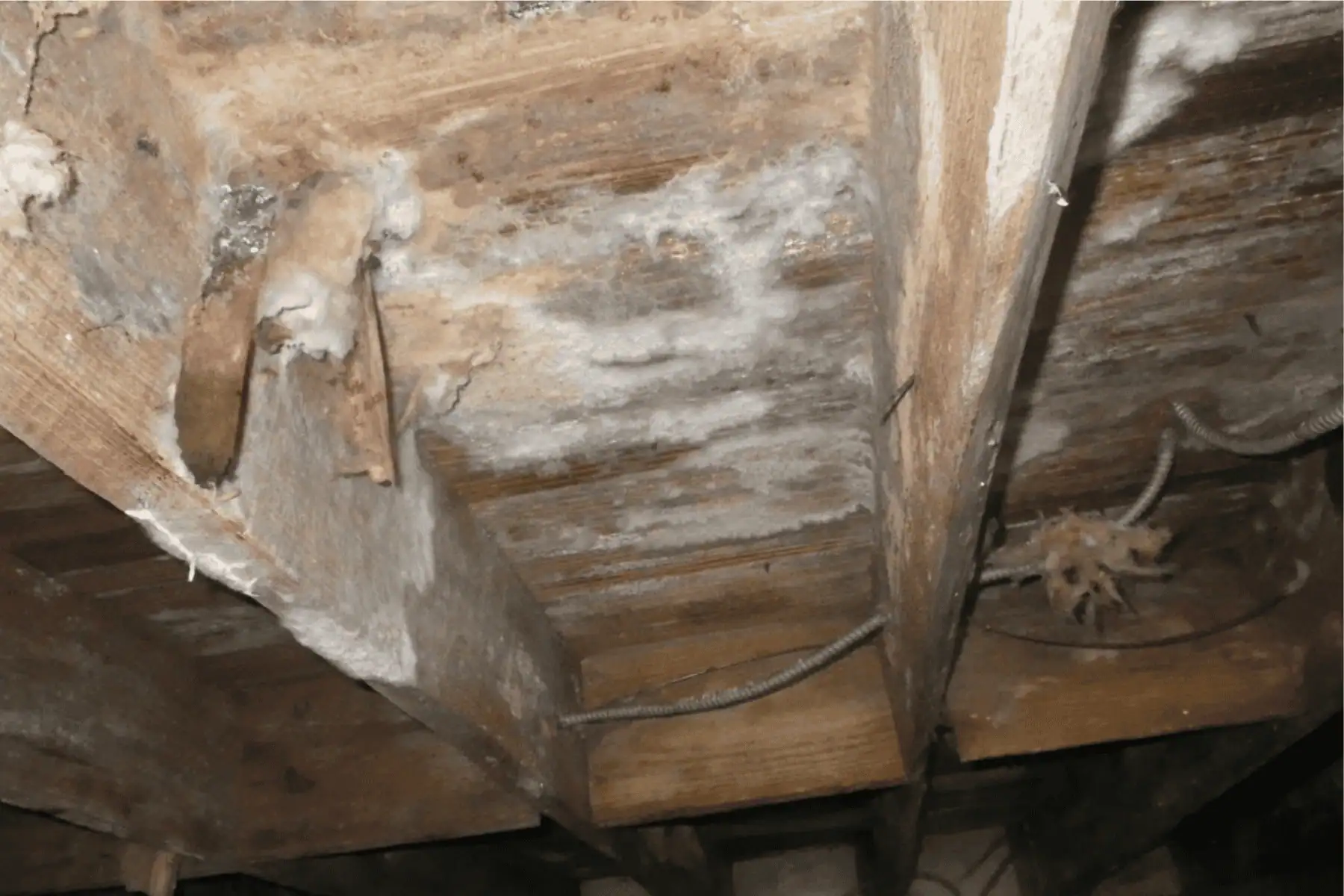 Crawl space floor joists covered in mold