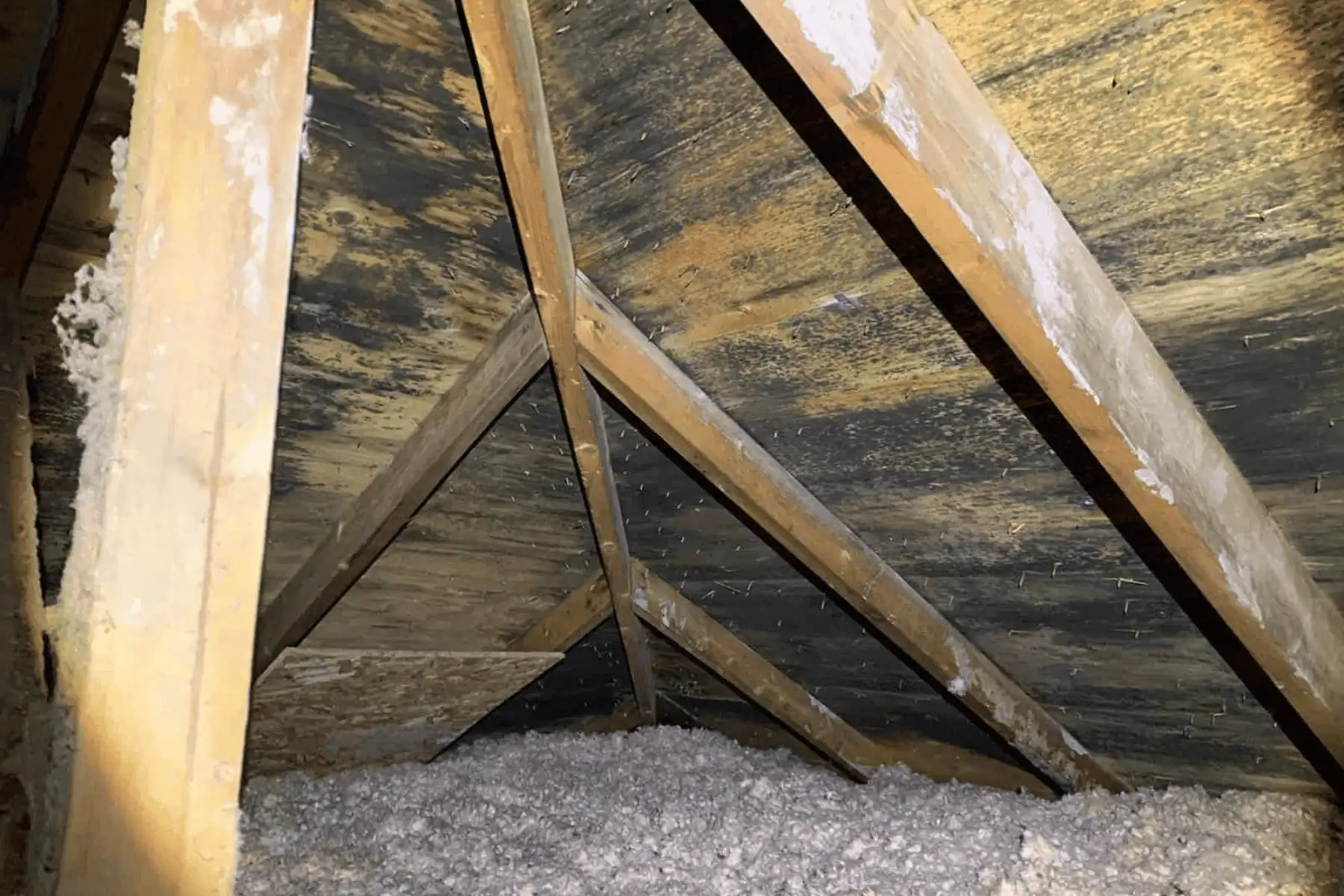Attic rafters covered in mold