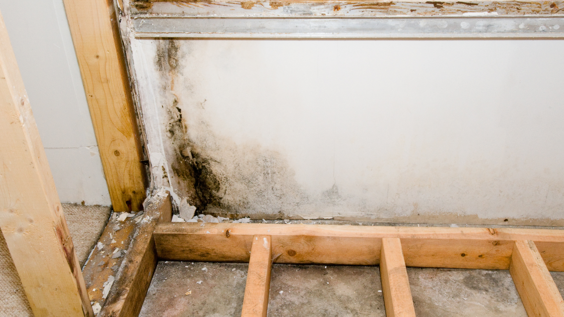 Example of drywall mold before drywall mold removal treatment
